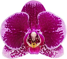 bloemgrootte: 314052