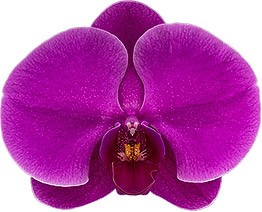 bloemgrootte: 333991