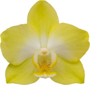 bloemgrootte: 255880