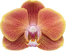 bloemgrootte: 255960