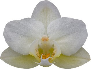 bloemgrootte: 4
