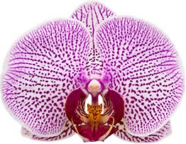 bloemgrootte: 313926