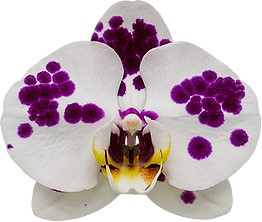 bloemgrootte: 313994