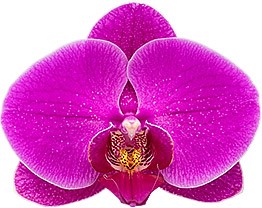 bloemgrootte: 333802