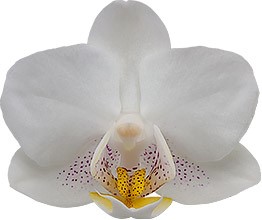 bloemgrootte: 245860
