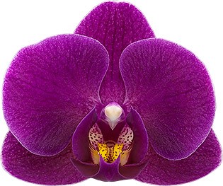 bloemgrootte: 5