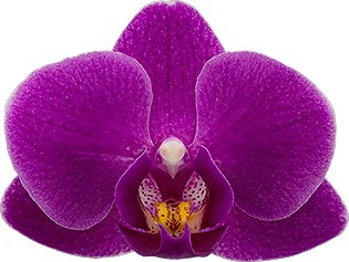 bloemgrootte: 5
