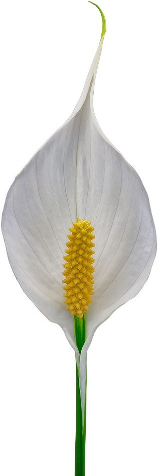 bloemgrootte: 1011584
