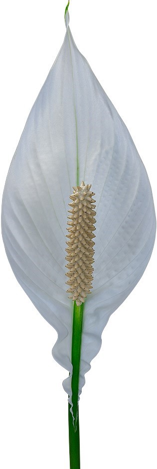 bloemgrootte: 1011589