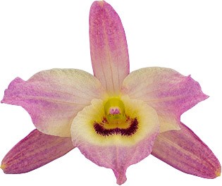 bloemgrootte: 70165