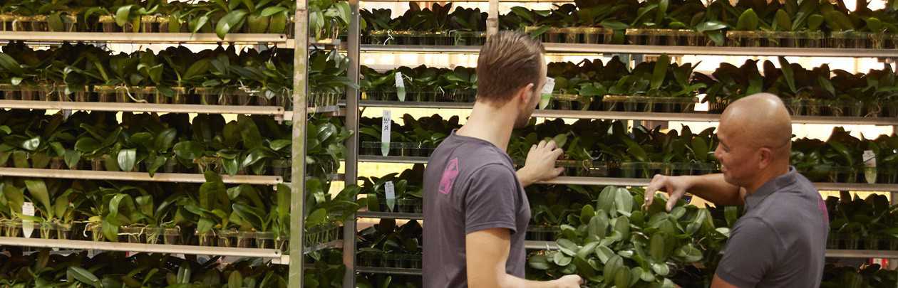 Kas medewerker