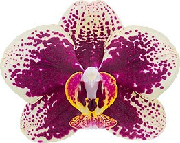 bloemgrootte: 7
