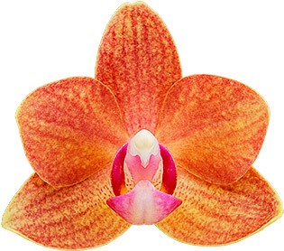 bloemgrootte: 215413
