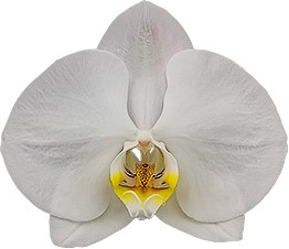bloemgrootte: 341628