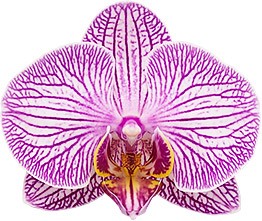 bloemgrootte: 314007