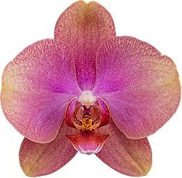 bloemgrootte: 316120