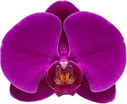 bloemgrootte: 333990