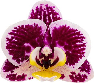 bloemgrootte: 6