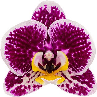 bloemgrootte: 6