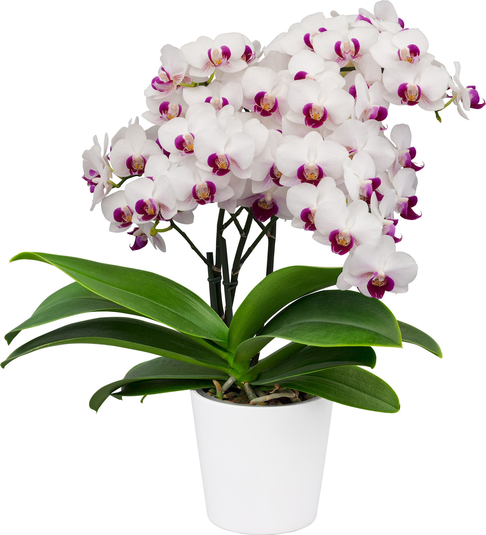 Flowerful serie