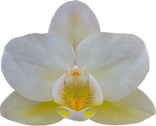 bloemgrootte: 4,5