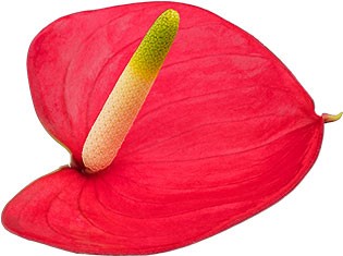 bloemgrootte: Umbraco.Cms.Web.Common.PublishedModels.DtFlowerSize