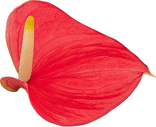 bloemgrootte: Umbraco.Cms.Web.Common.PublishedModels.DtFlowerSize