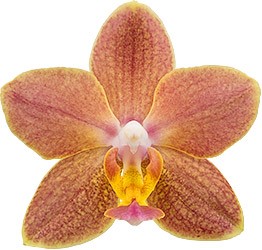 bloemgrootte: 254013