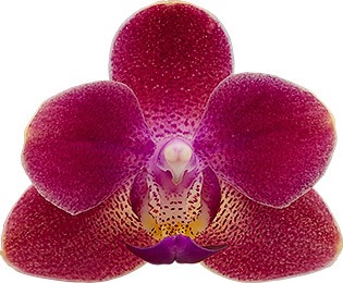 bloemgrootte: 236210