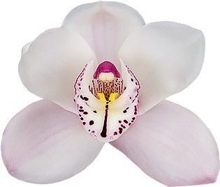bloemgrootte: 8625