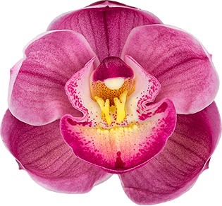 bloemgrootte: 8652