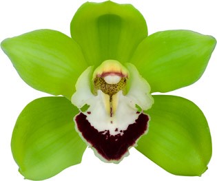 bloemgrootte: 8655