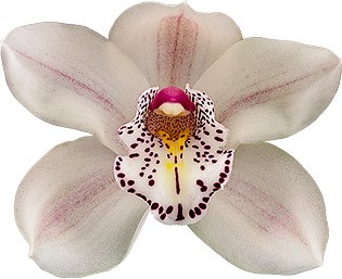 bloemgrootte: 8741