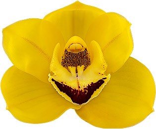 bloemgrootte: 8703