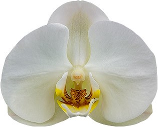 bloemgrootte: 9