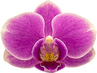 bloemgrootte: 5