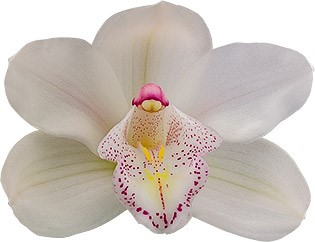 bloemgrootte: 8649