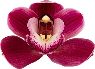 bloemgrootte: 8653