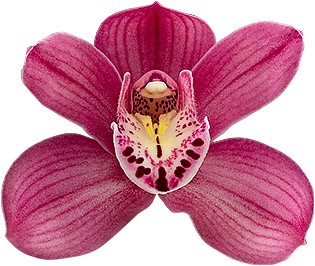 bloemgrootte: 8594