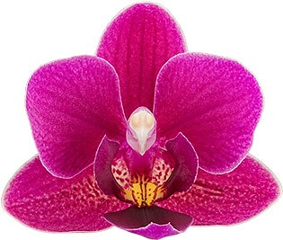 bloemgrootte: 1003057