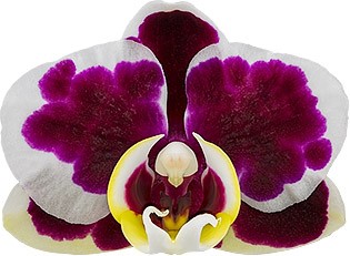 bloemgrootte: 215678