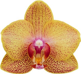 bloemgrootte: 254075