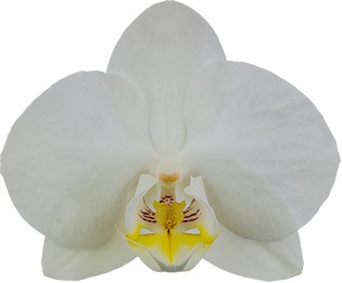bloemgrootte: 1000681