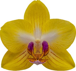 bloemgrootte: 256220