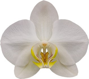 bloemgrootte: 244190