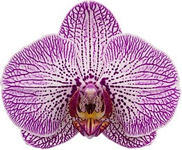 bloemgrootte: 313996