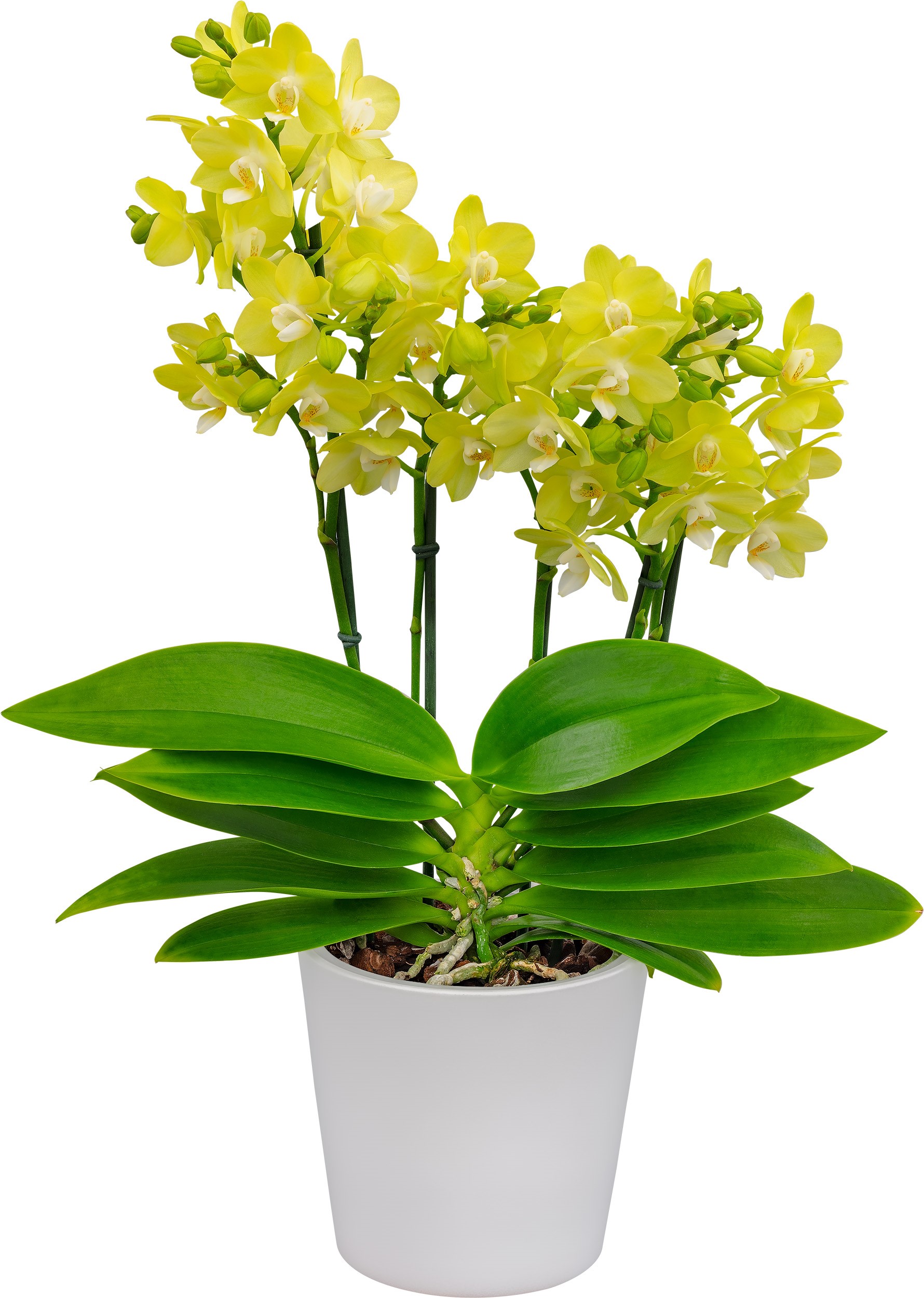Multiflora