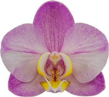 bloemgrootte: 234950