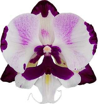 bloemgrootte: 1001567