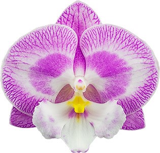 bloemgrootte: 1001568